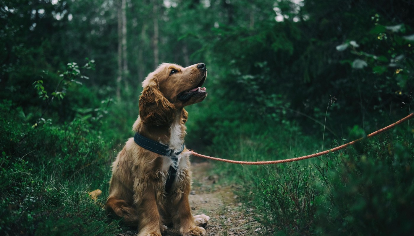 Limburg erinnert: Leinenpflicht für Hunde gilt vom 1. März bis 30. Juni Limburg erinnert: Leinenpflicht für Hunde gilt vom 1. März bis 30. Juni